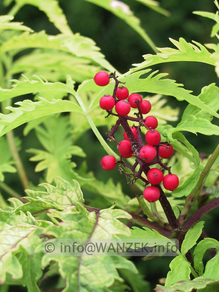 Sambucus racemosa Sutherland Gold 02 mit Beeren.jpg